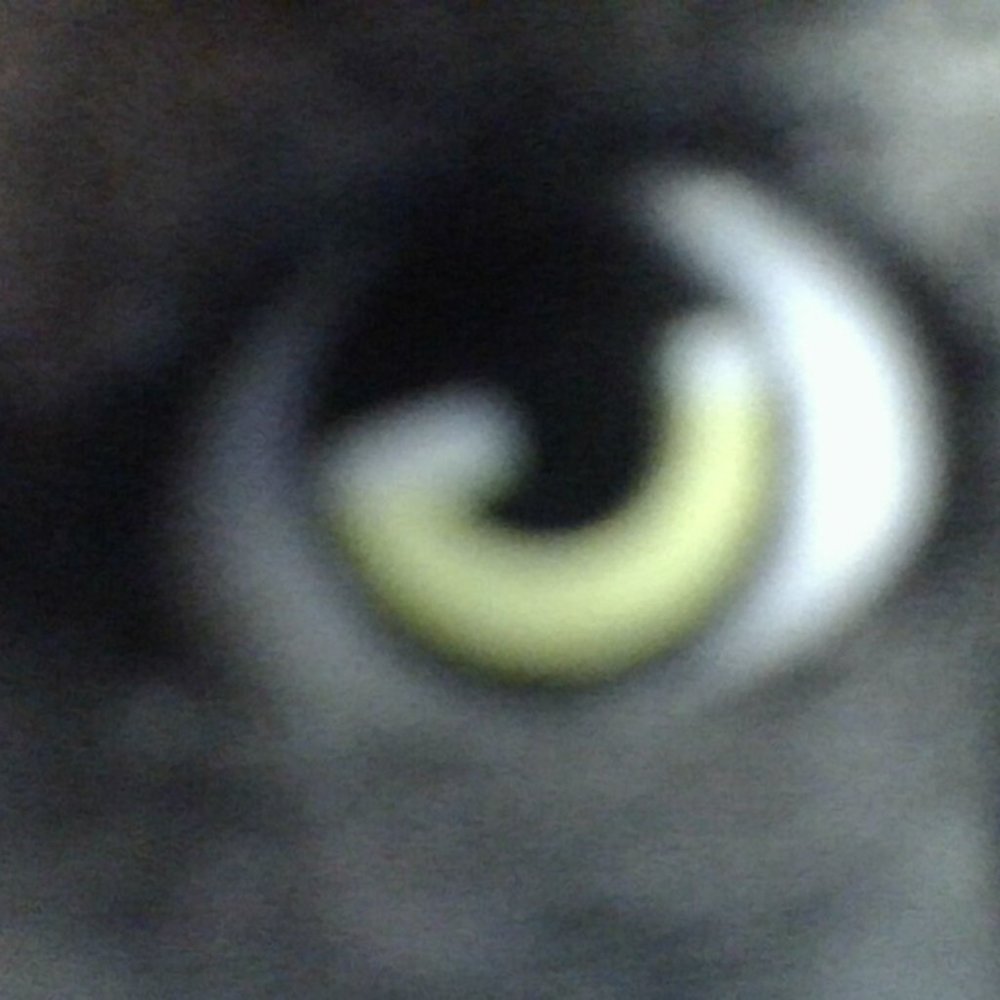 kitty toy